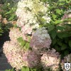 Hydrangea paniculata 'Little Alf' - Aedhortensia 'Little Alf' C2/2L